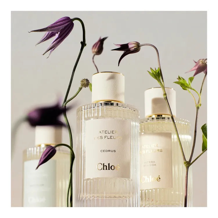 Chloé Atelier Des Fleurs Cedrus De Parfum 50ml